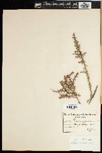 Thesium spinosum image