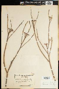 Thesium strictum image