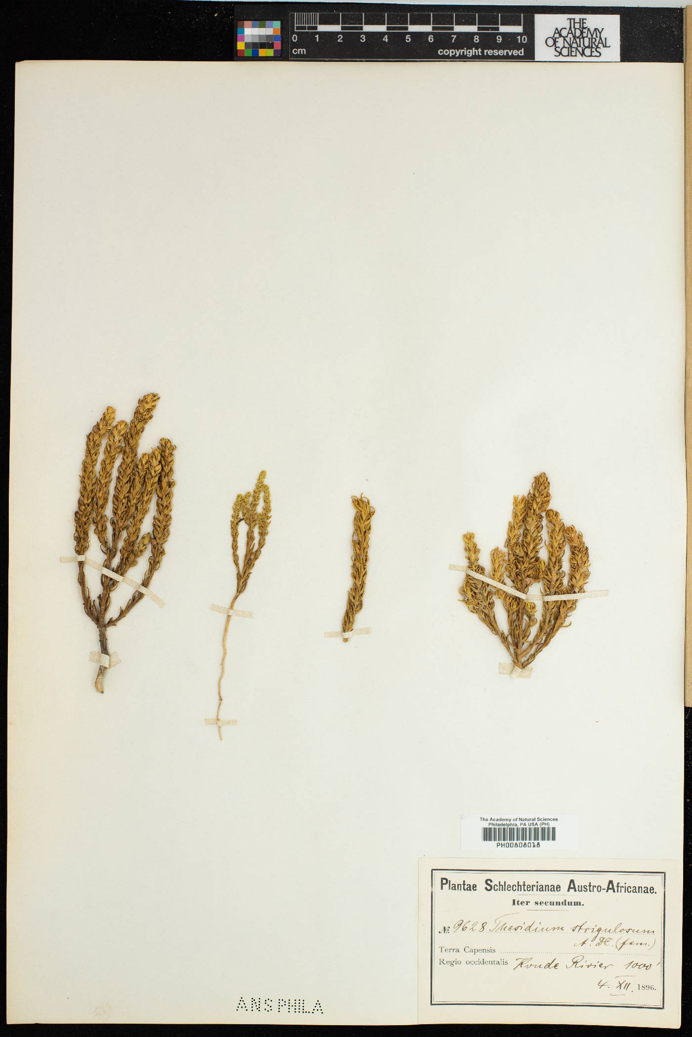 Thesium strigulosum image