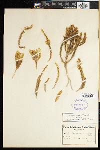 Thesium globosum image