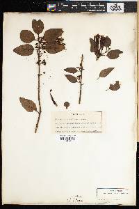 Image of Agelanthus prunifolius
