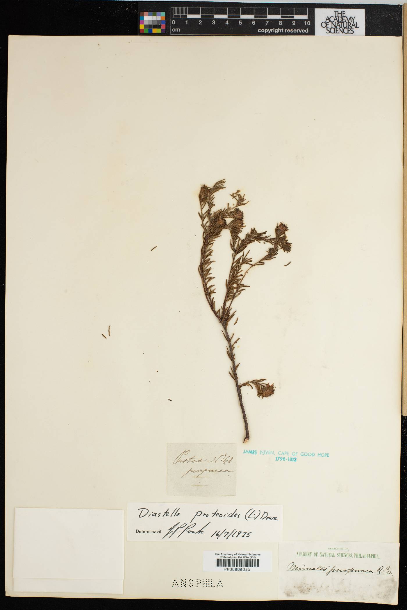 Diastella image