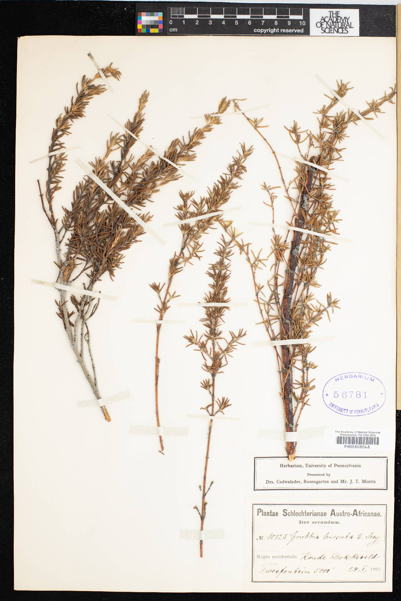 Grubbia rosmarinifolia subsp. hirsuta image