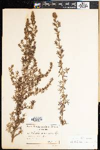 Image of Grubbia rosmarinifolia