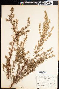 Grubbia rosmarinifolia image