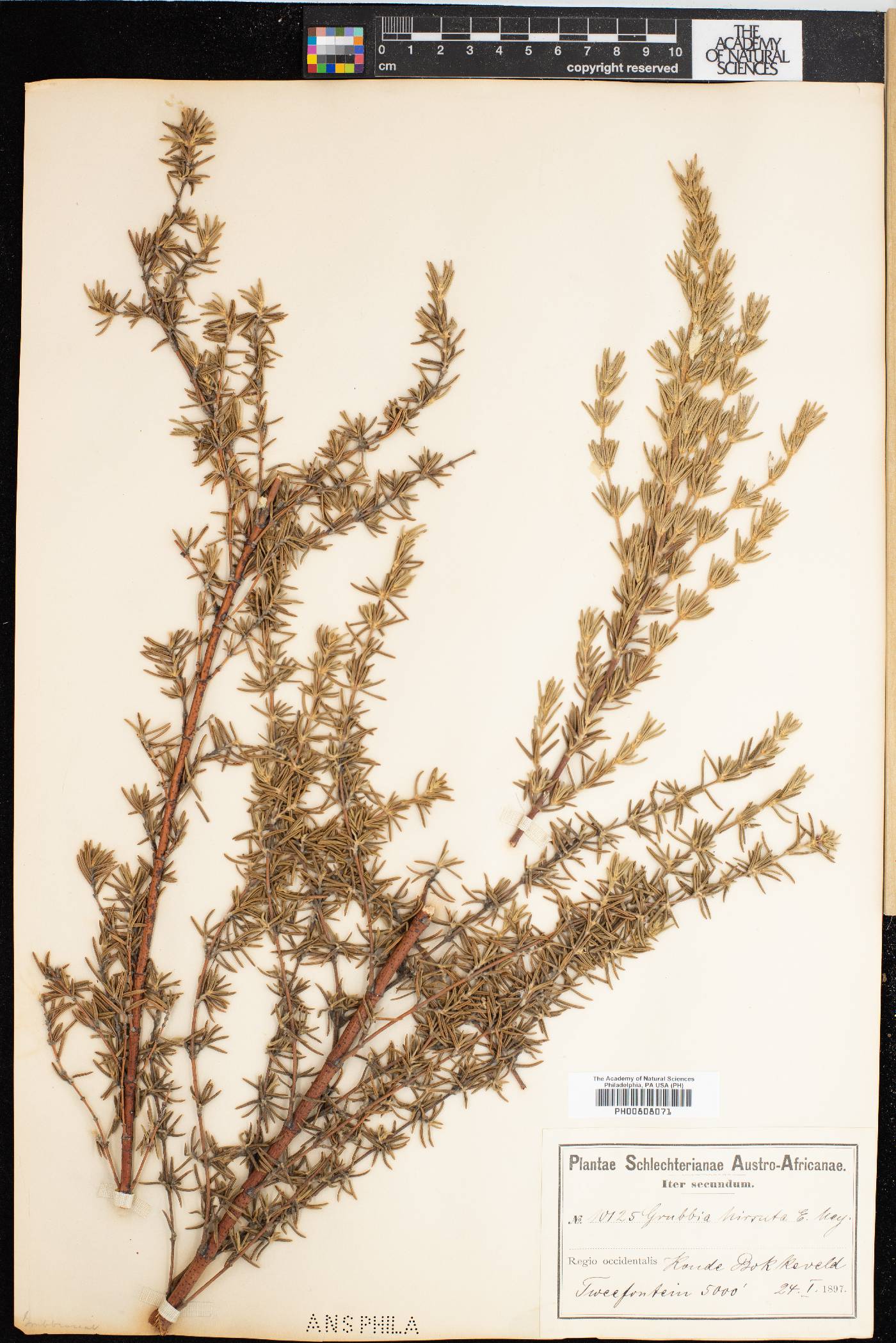 Grubbia rosmarinifolia subsp. hirsuta image