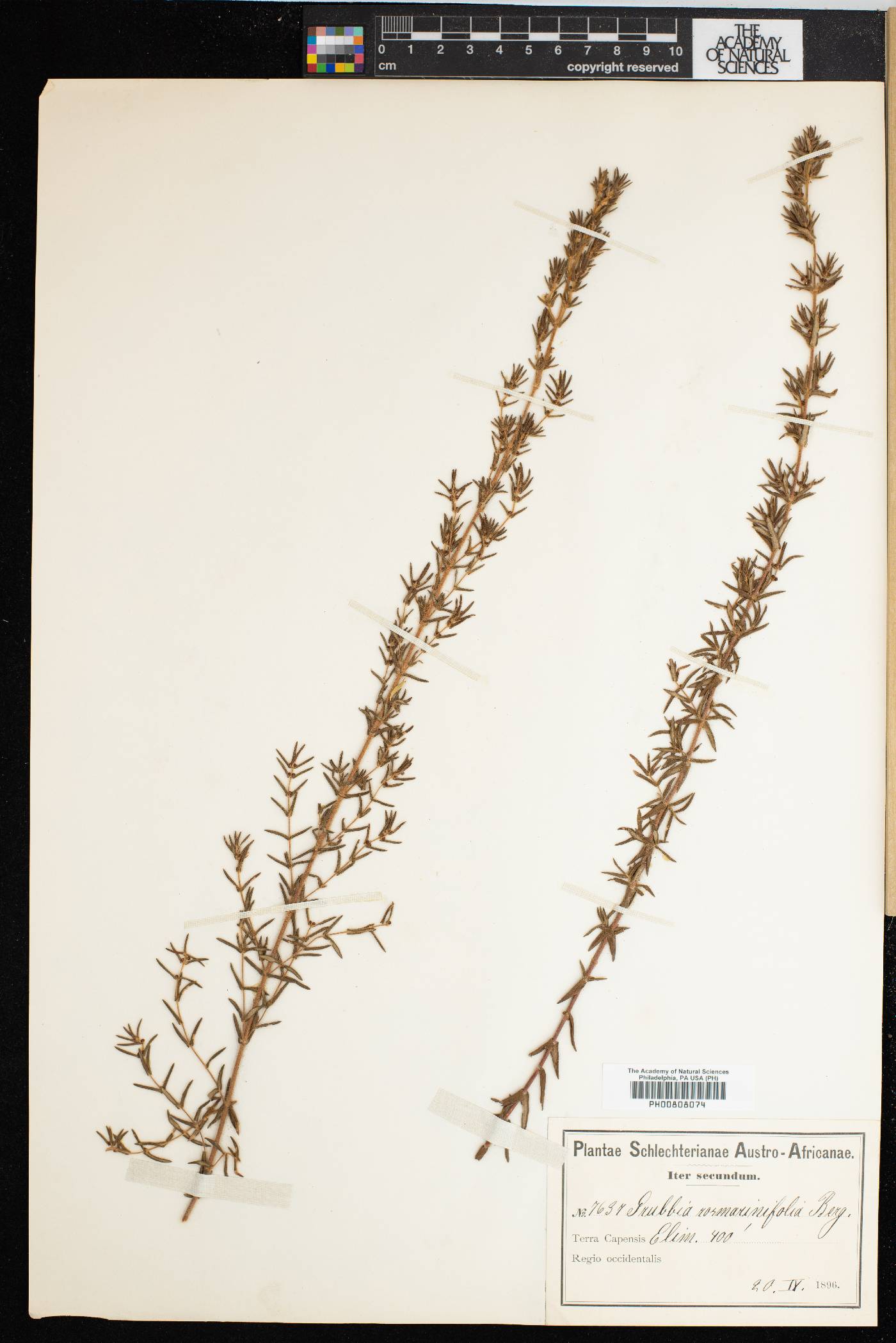 Grubbiaceae image