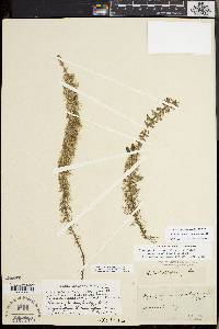 Myriophyllum heterophyllum image