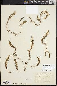 Myriophyllum hippuroides image