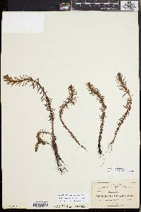 Myriophyllum hippuroides image