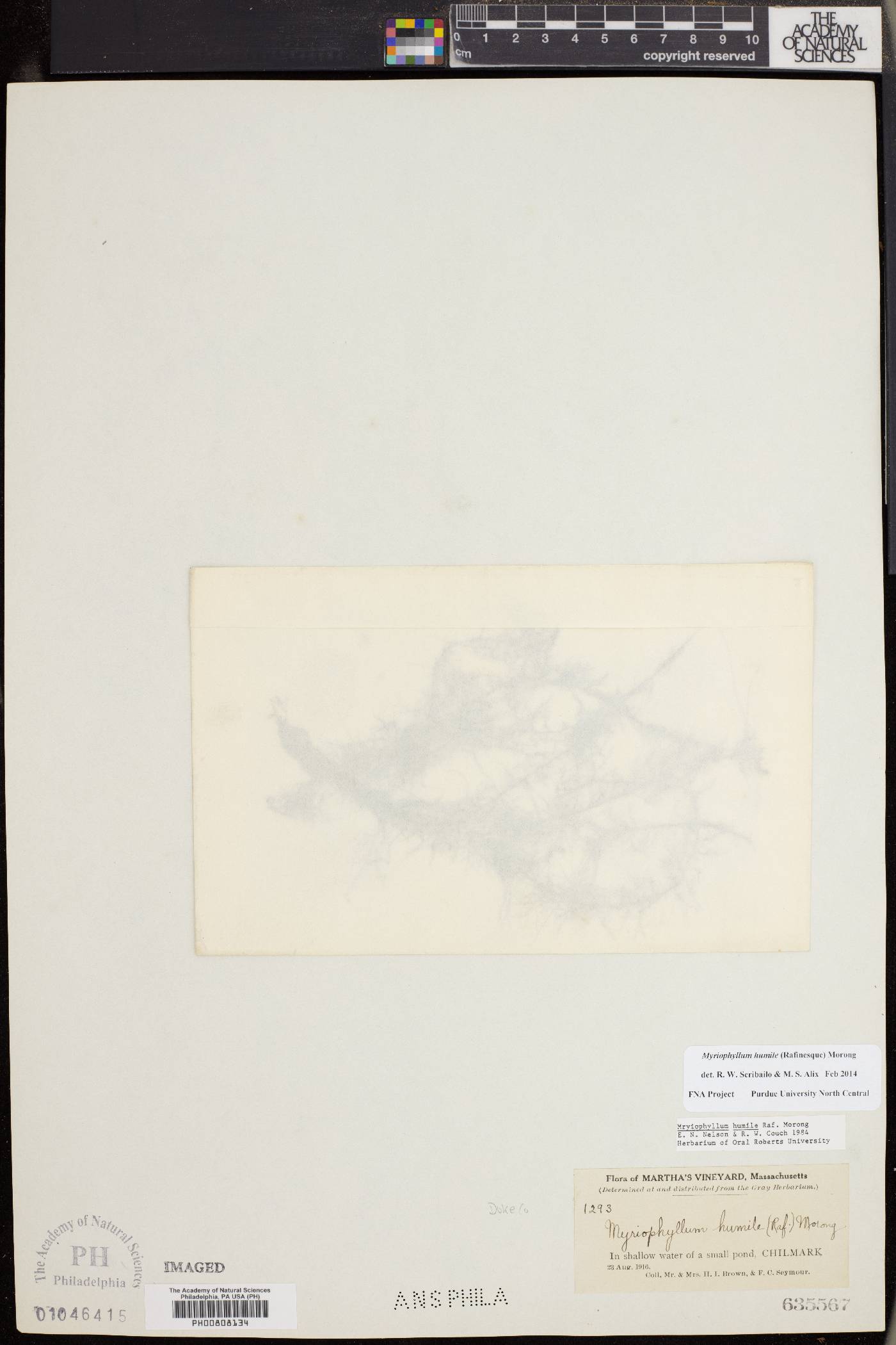Myriophyllum humile image