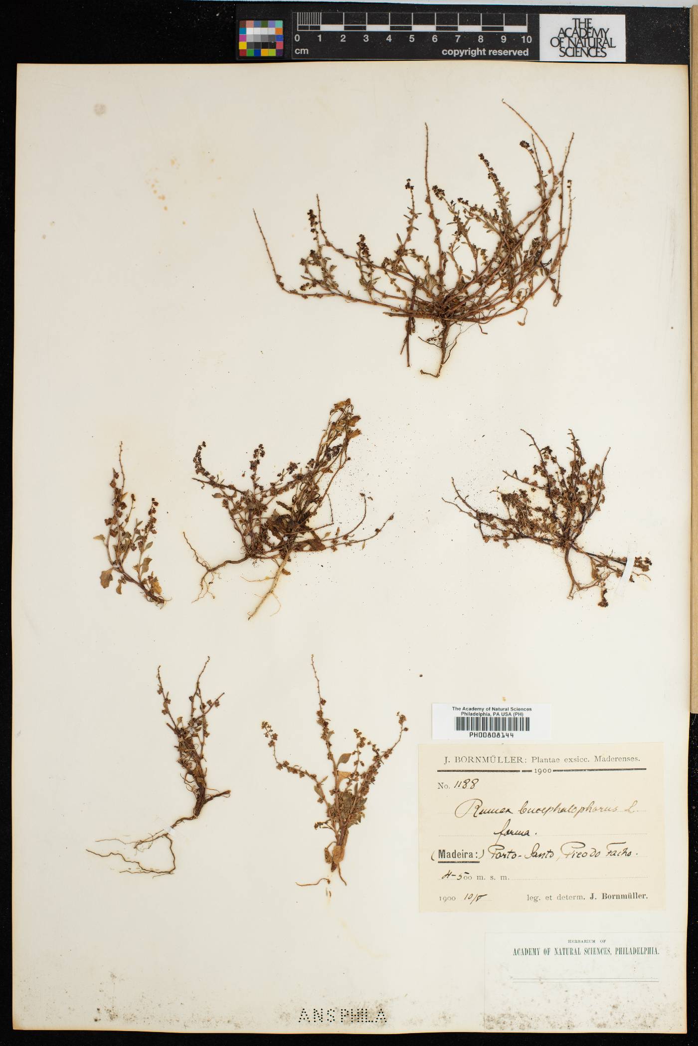 Rumex bucephalophorus image