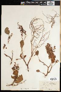 Rumex lunaria image