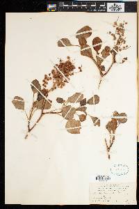 Rumex lunaria image