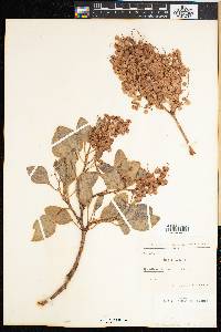 Rumex lunaria image