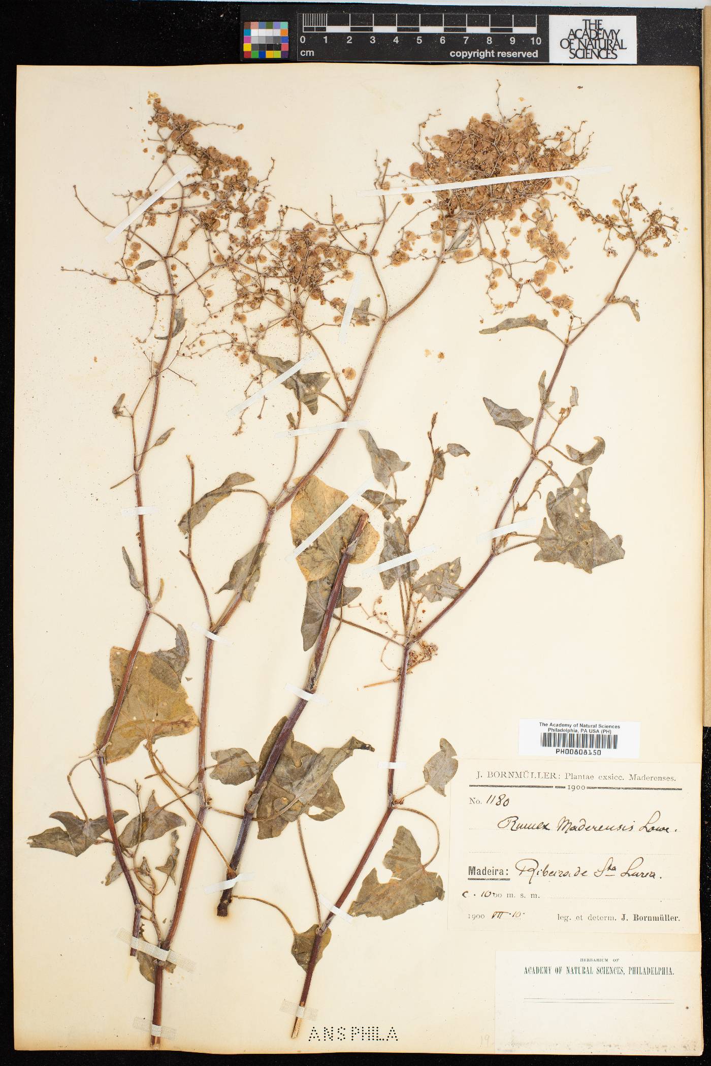 Rumex maderensis image