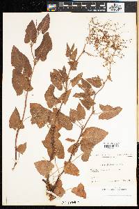 Rumex maderensis image