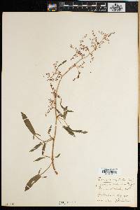 Rumex sagittatus image