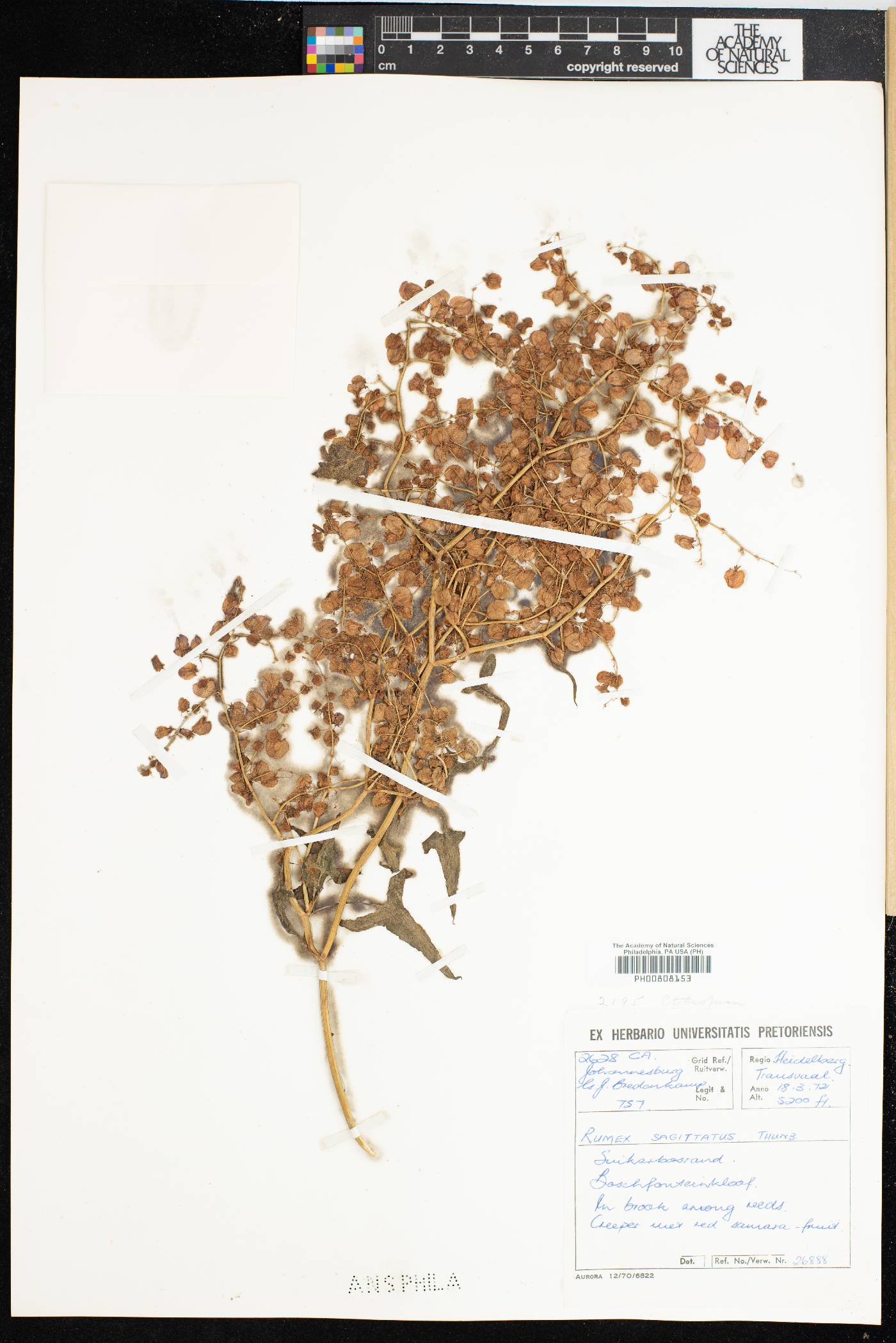Rumex sagittatus image