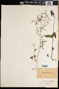 Rumex sagittatus image