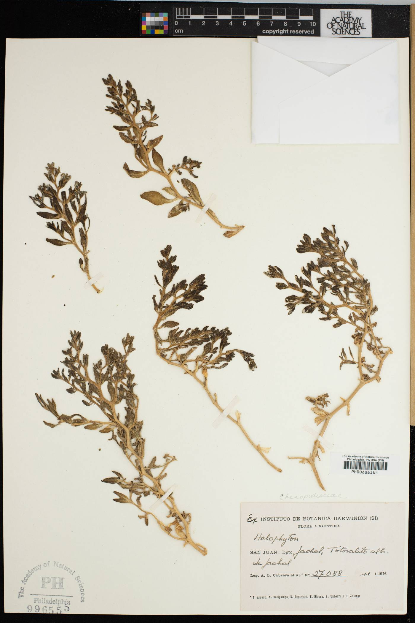 Halophytaceae image