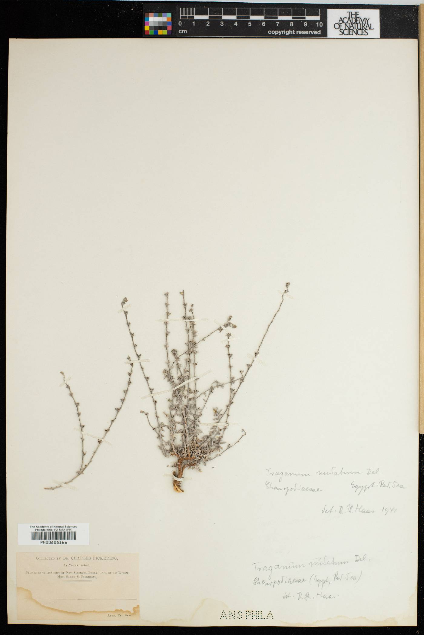 Traganum image