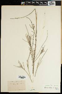Media resource of Halostachys caspica