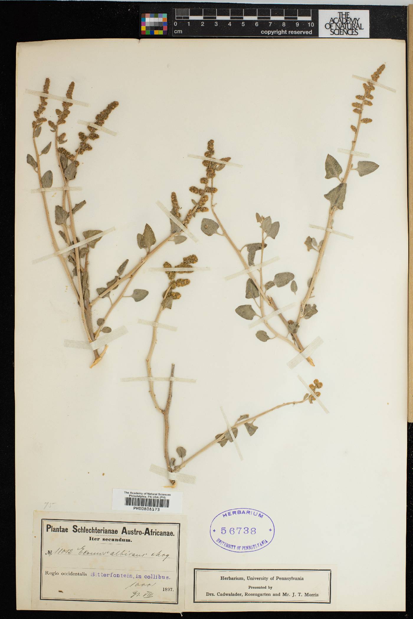 Exomis albicans image