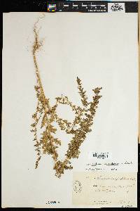 Chenopodium foetidum image