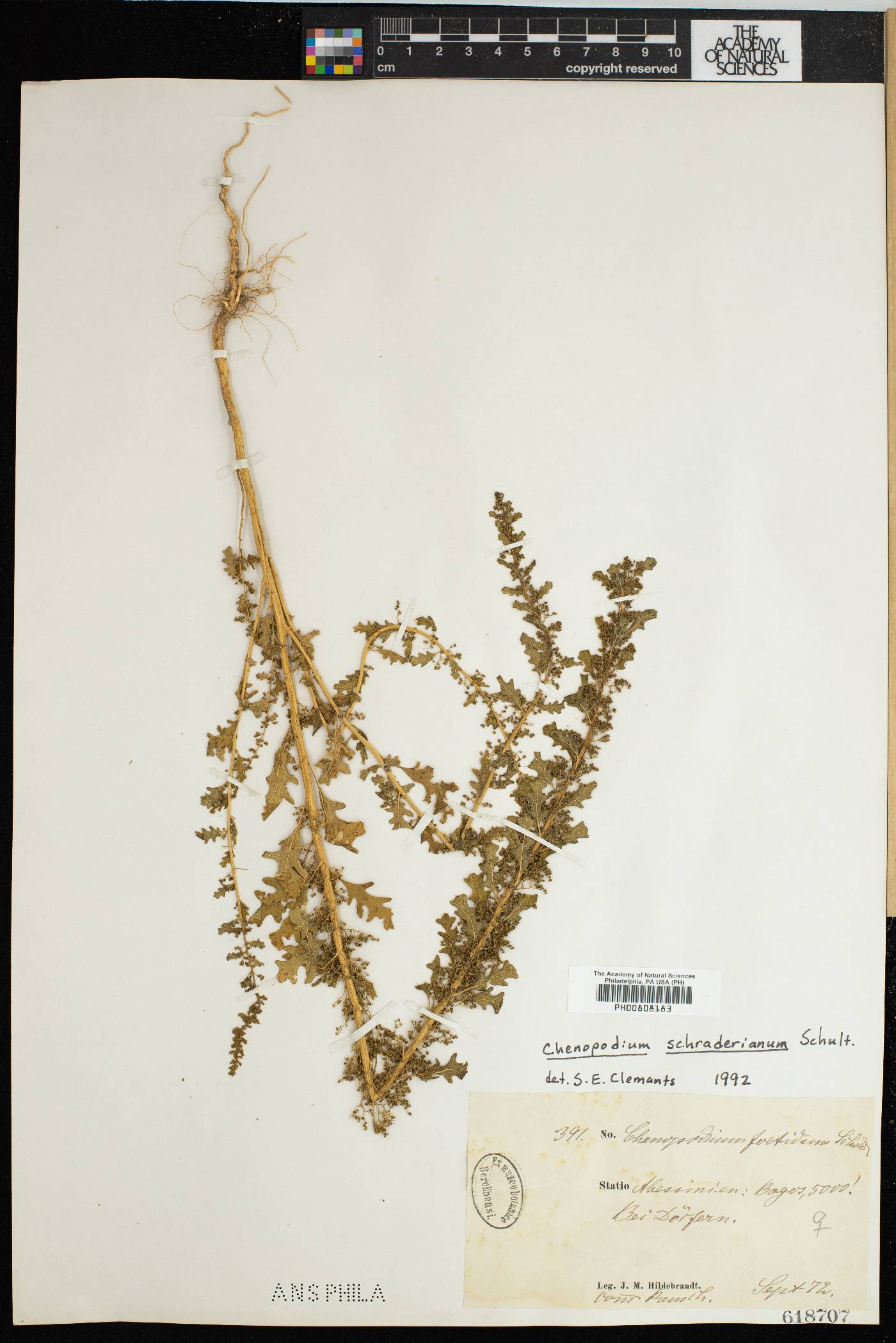 Chenopodium foetidum image