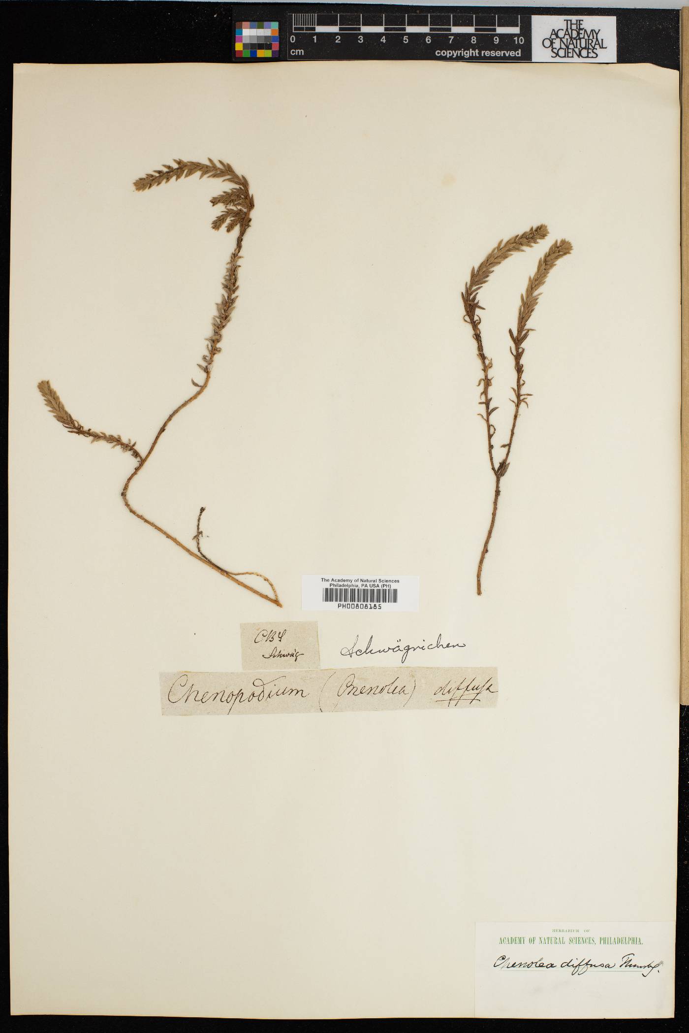 Chenolea image