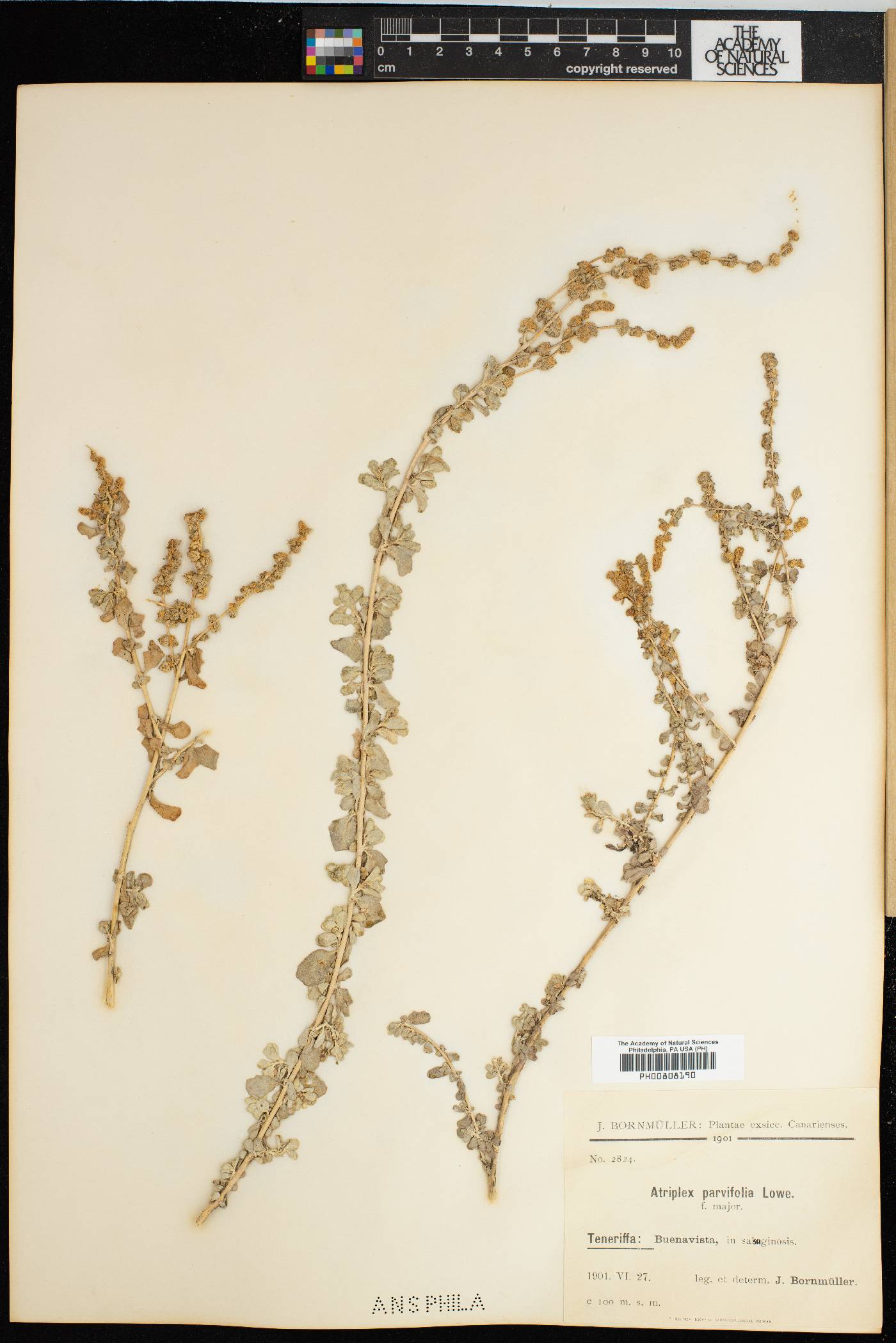 Atriplex glauca image