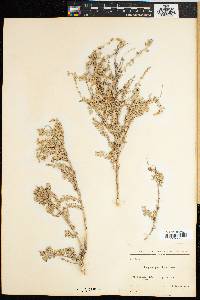 Atriplex muricata image