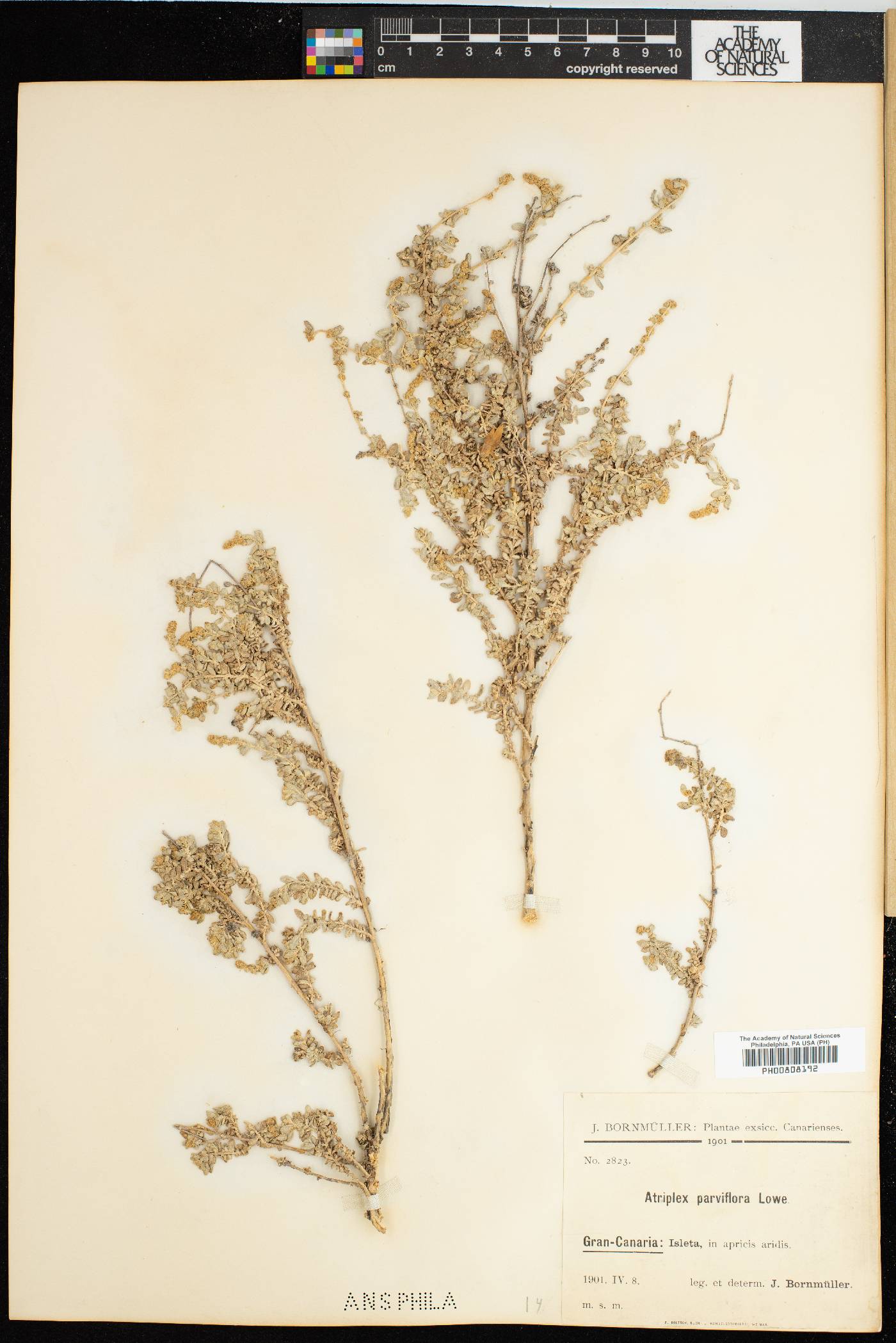 Atriplex muricata image