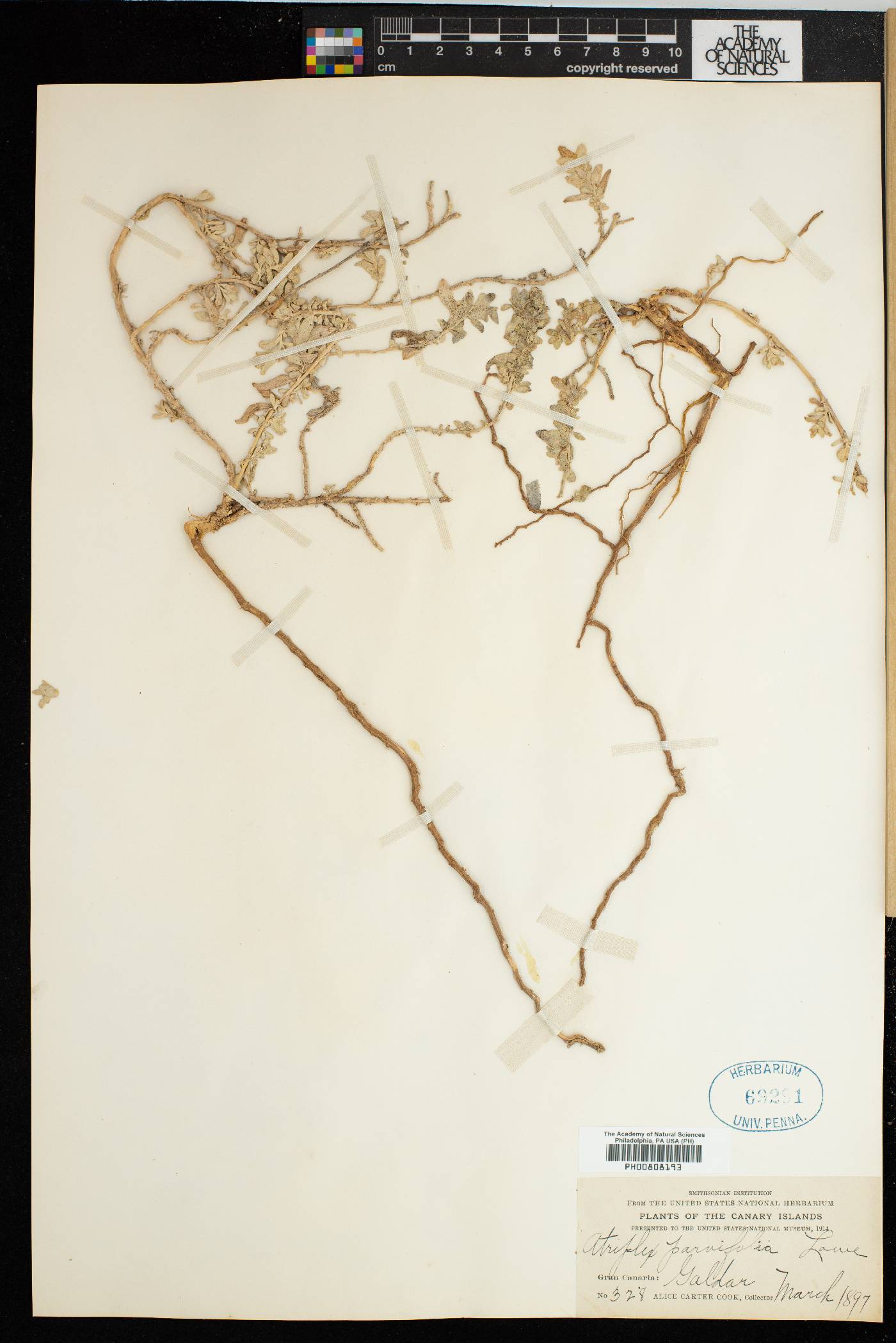 Atriplex glauca subsp. glauca image