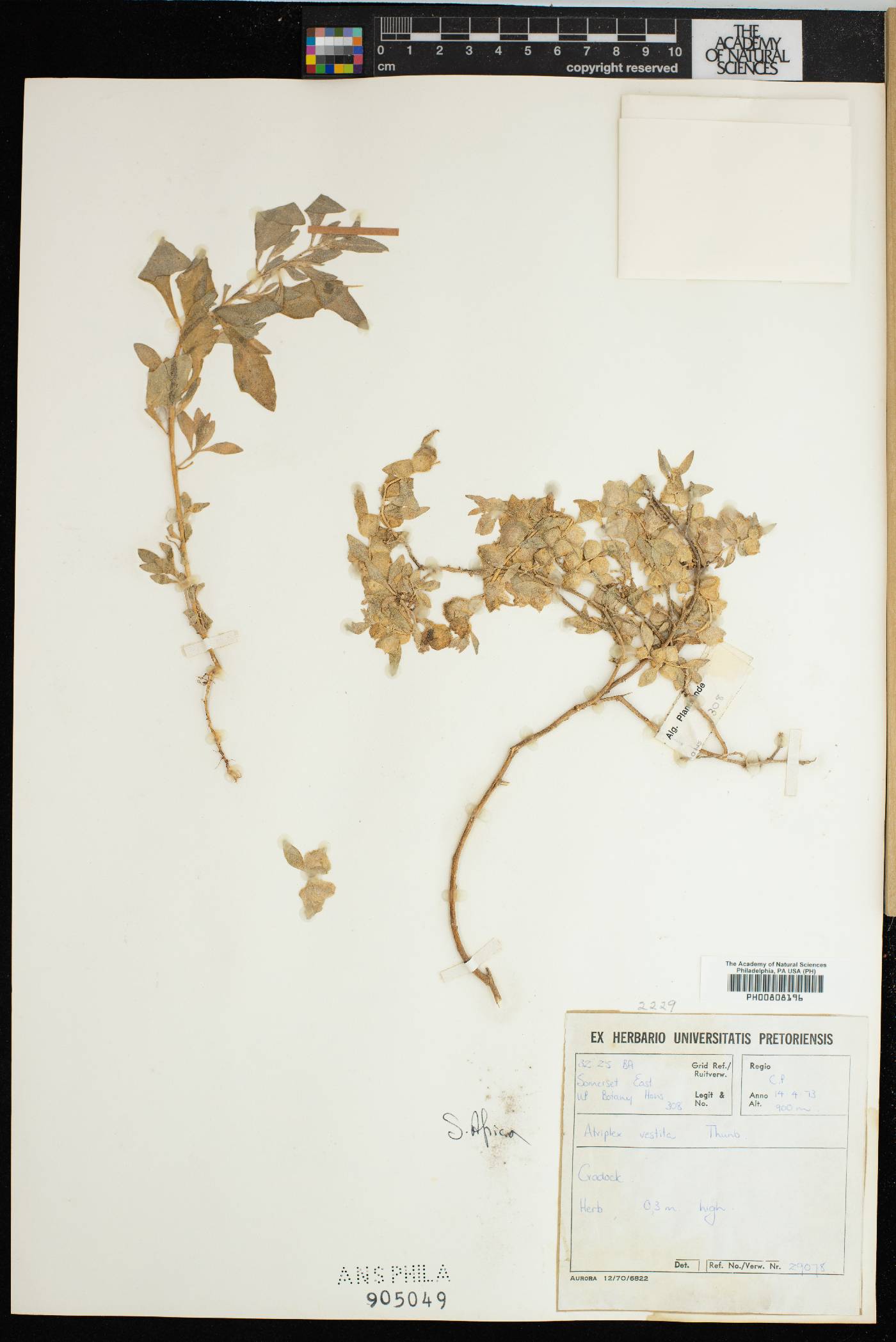 Atriplex vestita image
