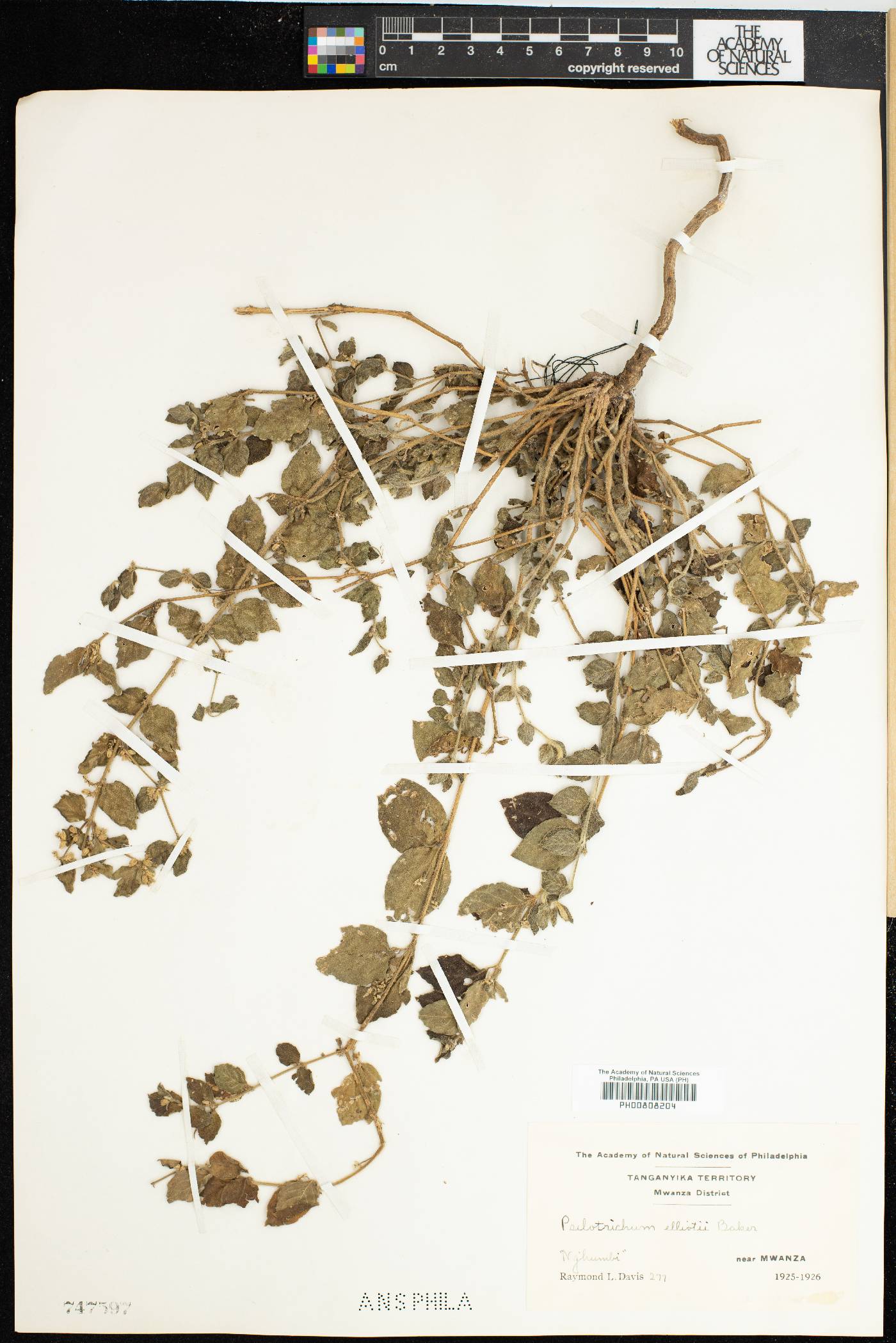 Psilotrichum patulum image