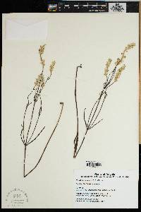 Media resource of Pandiaka carsonii