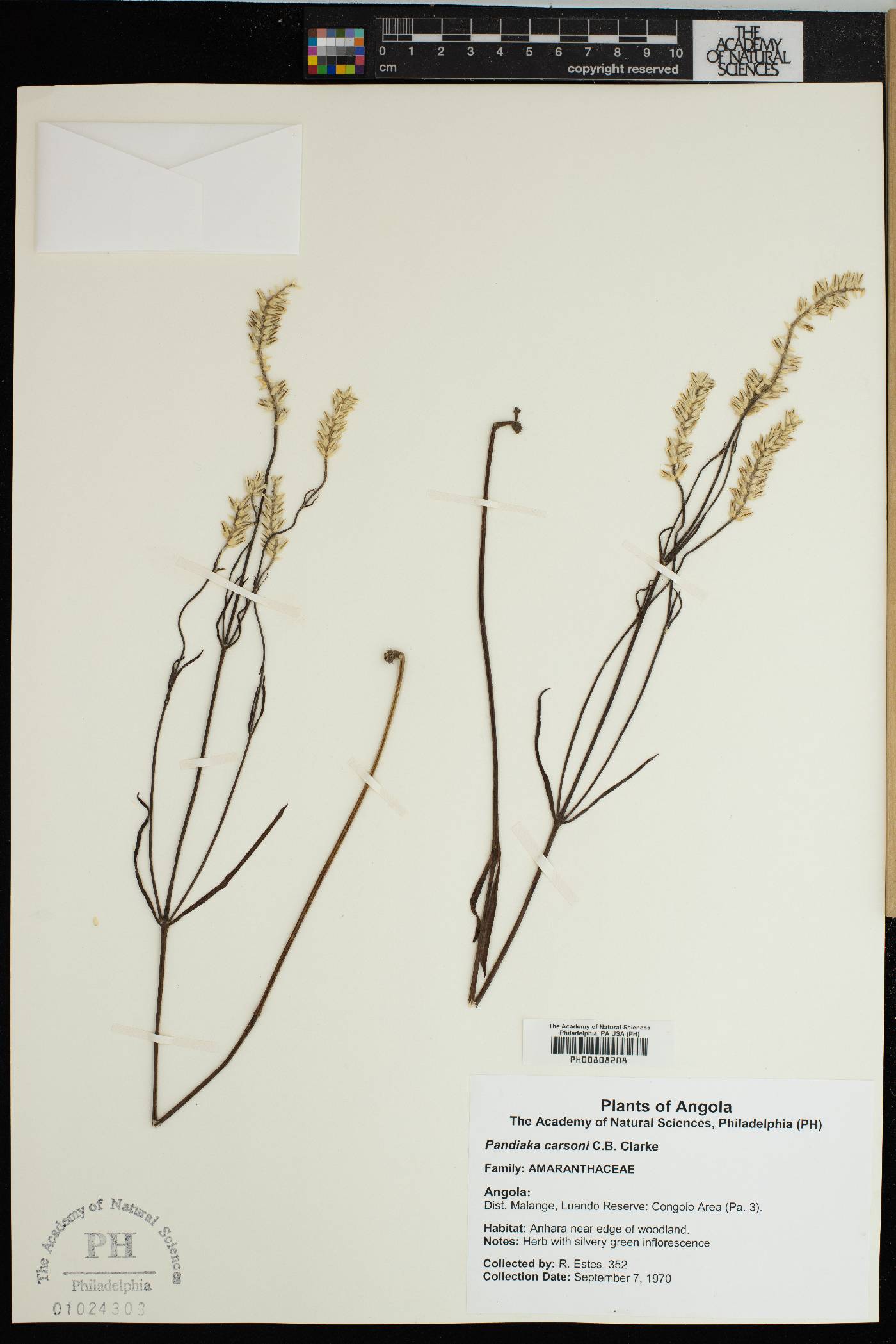 Pandiaka carsonii image