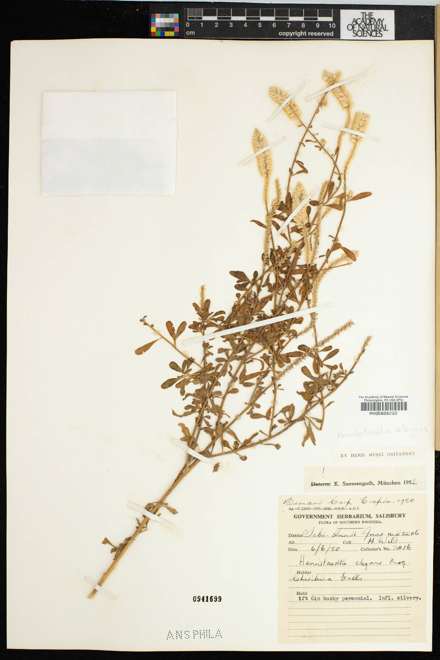 Hermbstaedtia elegans image