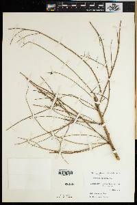 Media resource of Henonia scoparia