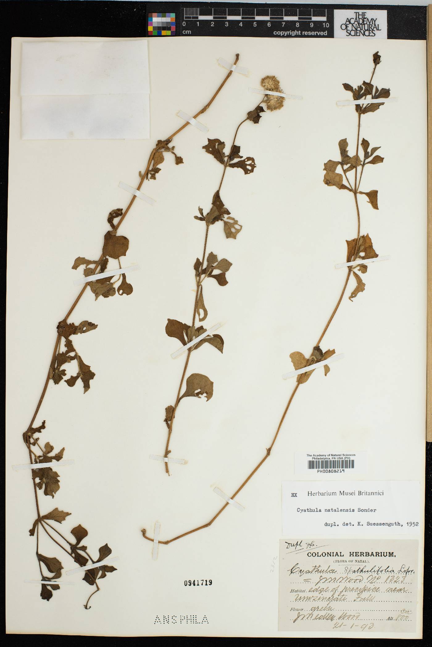 Cyathula natalensis image