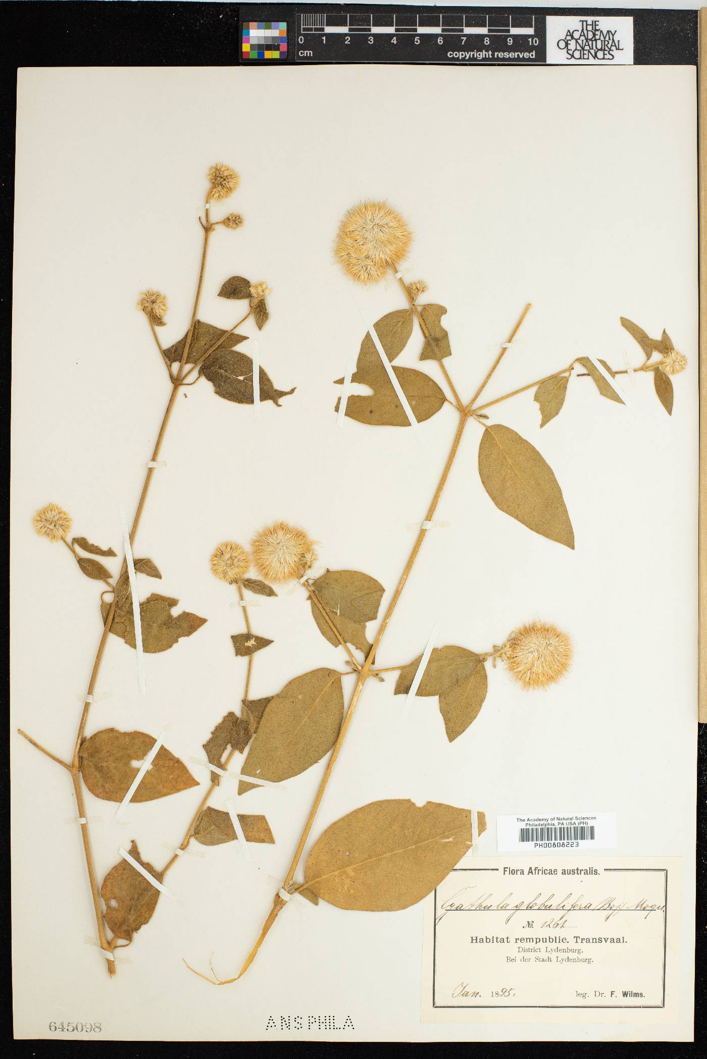 Cyathula uncinulata image