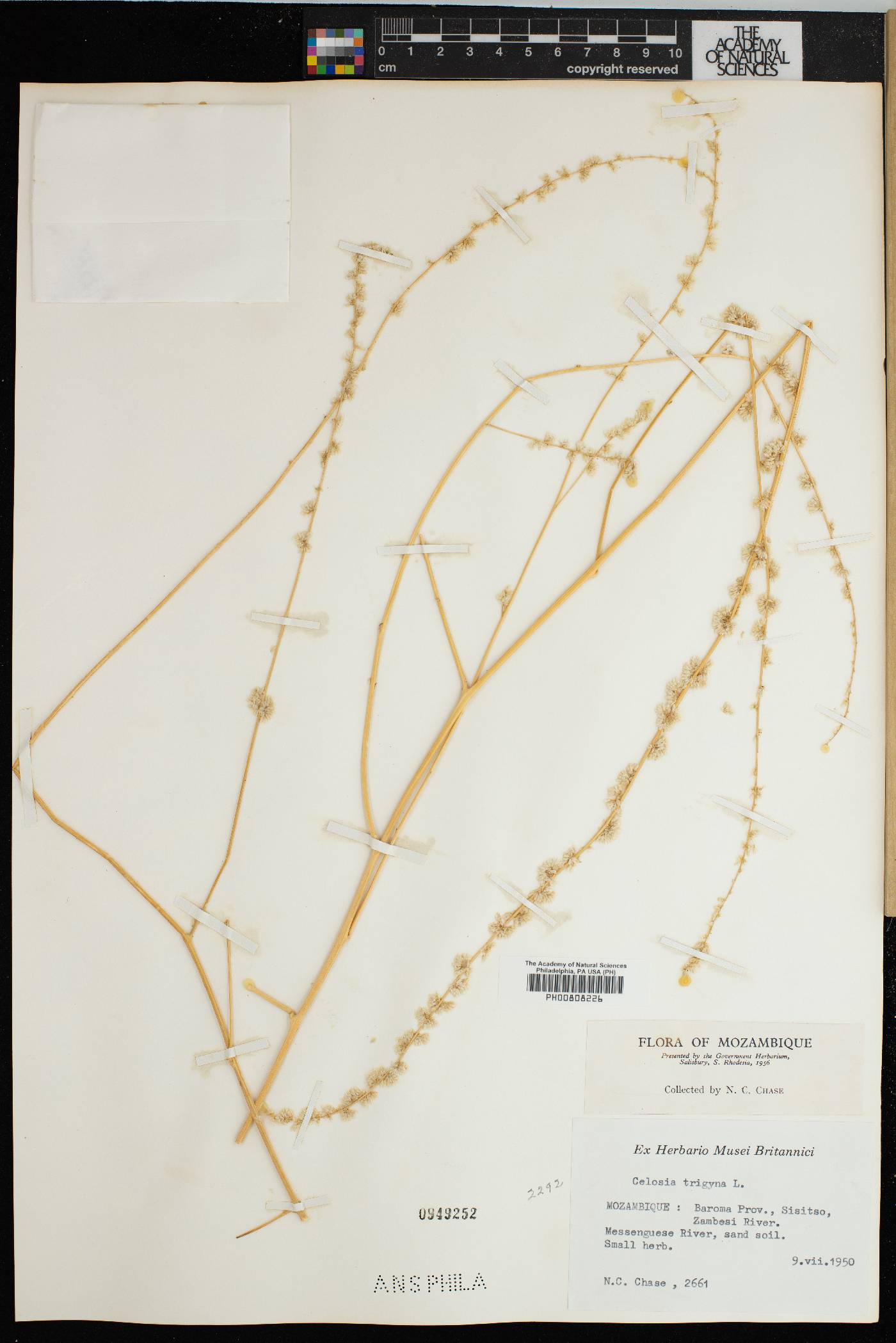 Celosia trigyna image