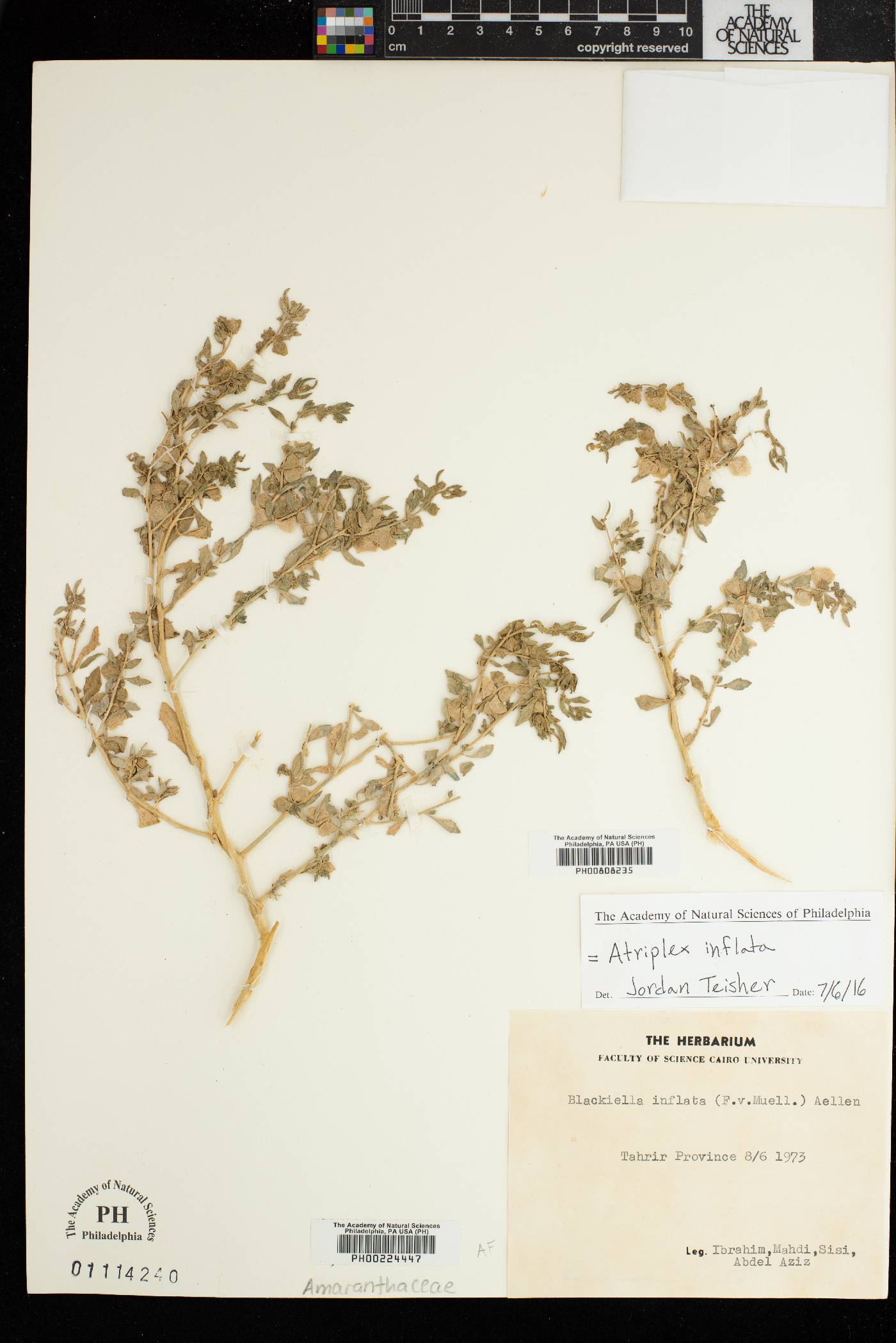 Atriplex inflata image