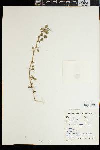 Image of Amaranthus thunbergii
