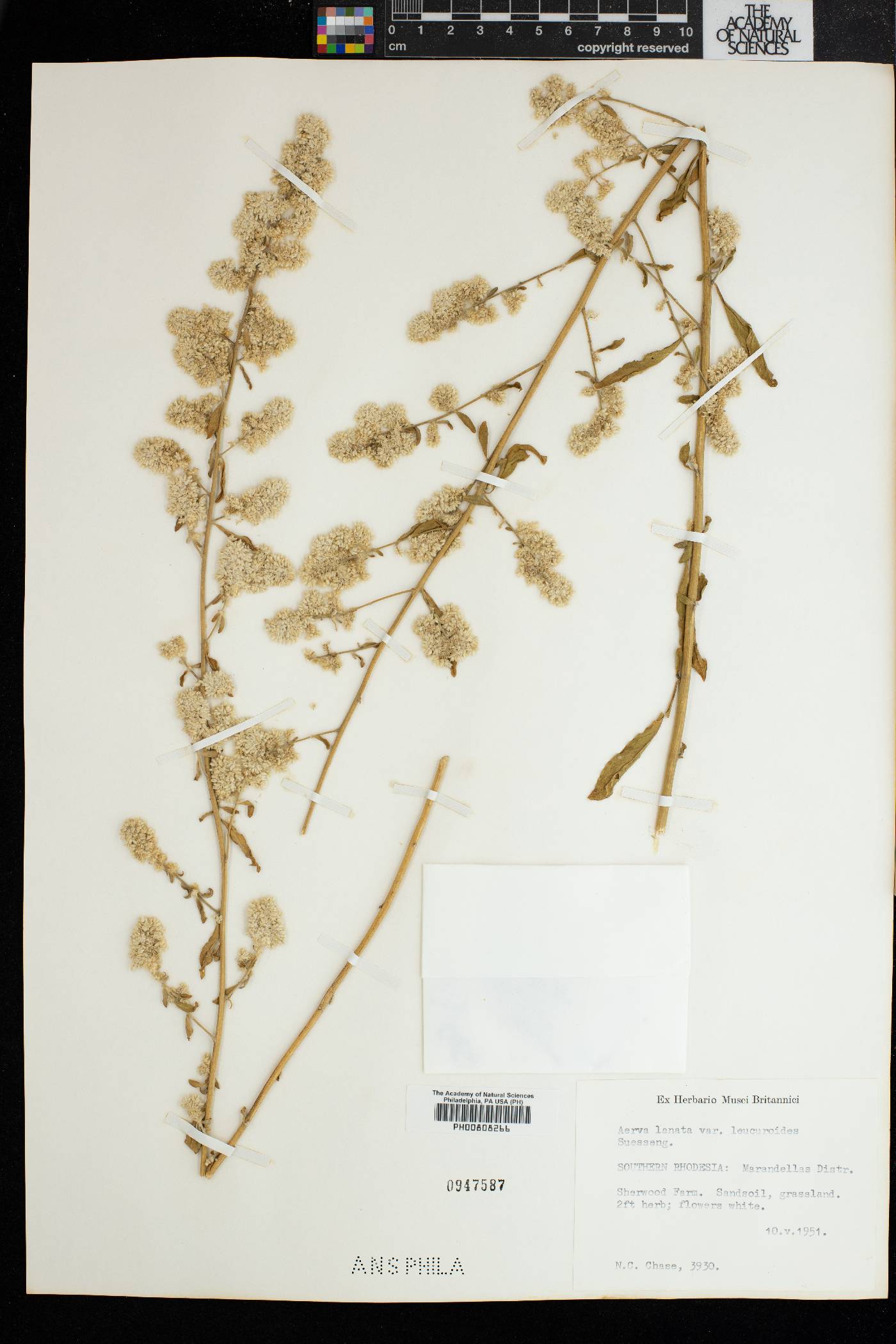 Ouret leucura image