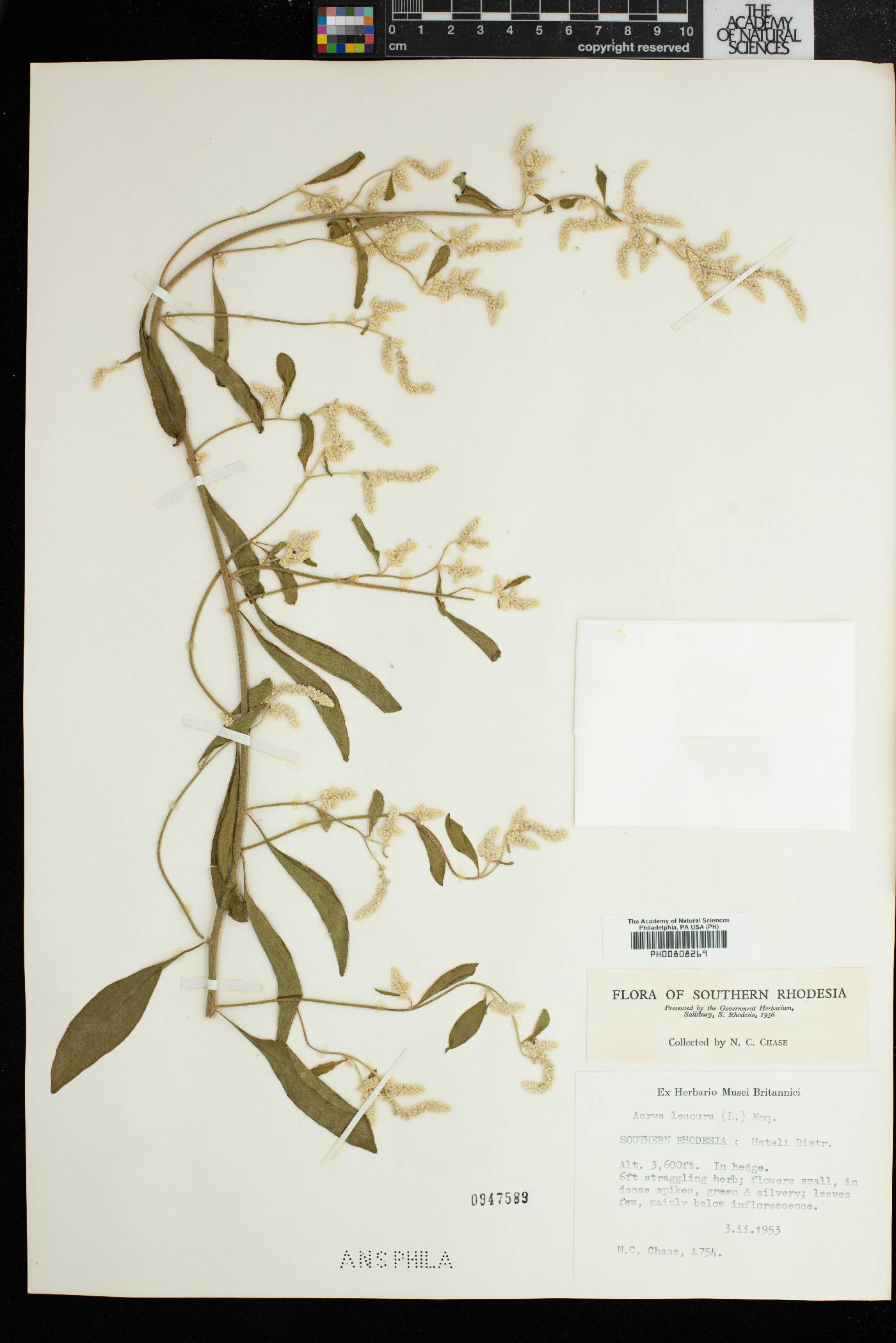 Aerva leucura image