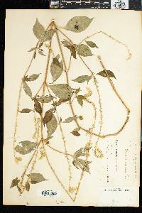 Achyranthes aspera image