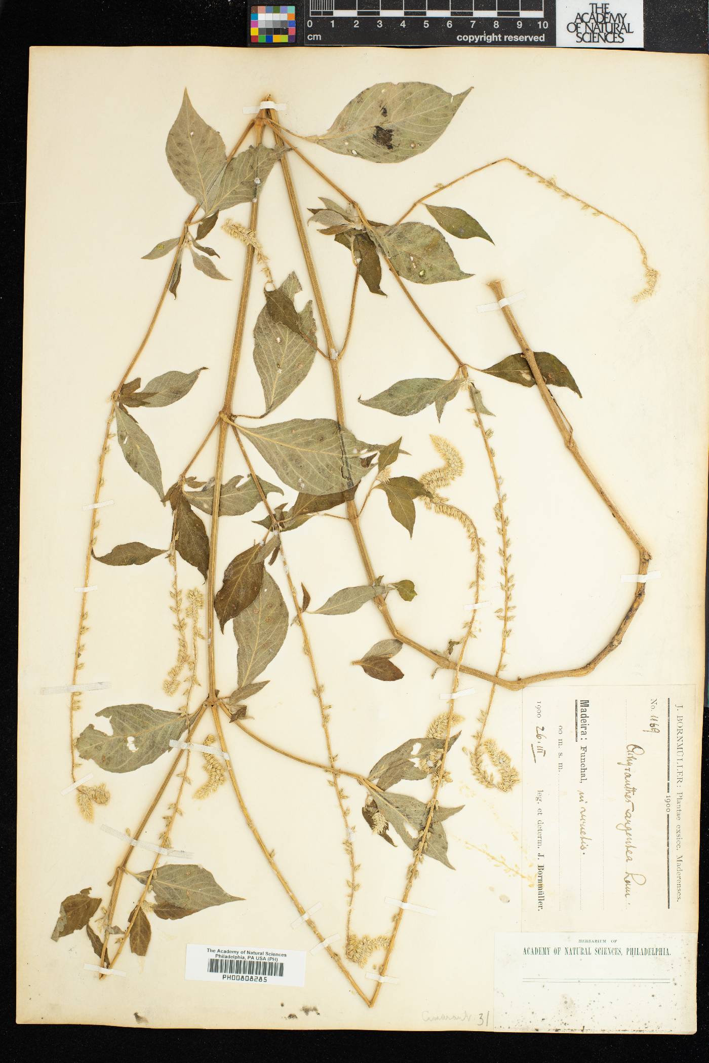 Achyranthes aspera var. sicula image